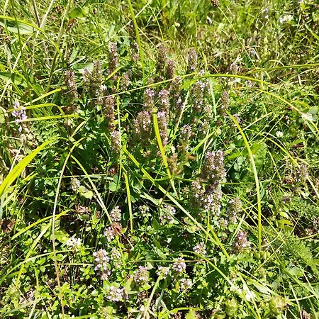 Hytte Kuca U Sumi - Forest House Near National Park - Air Lohovo